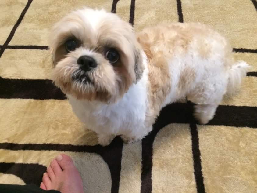 卒業犬🐶のシーズーのタカラ➡小太郎くん💕のお写真を送っていただきました😄